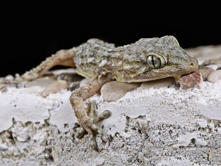 Gecko, crawling up a wall