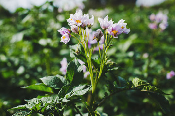 Flowering potatoes in the vegetable garden. Pink inflorescences