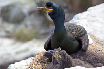 Shag with chick, Farne Islands Nature Reserve, England