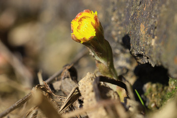 first flowers of spring thaw comes