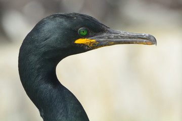 Shag, Farne Islands Nature Reserve, England
