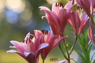 bright colorful flowers on a green background