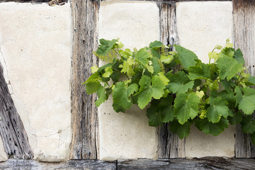 green vine on an old house