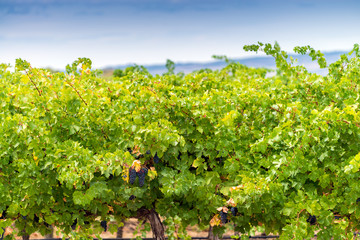 Wine valley of Australia, Barossa region, South Australia