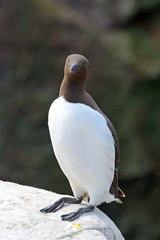 Guillemot, Farne Islands Nature Reserve, England