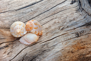 Marine shells on a woody background