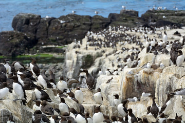 Guillemots, Farne Islands Nature Reserve, England