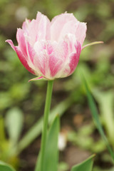 Pink tulips in the garden.