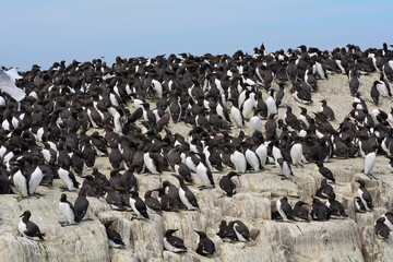 Obraz premium Guillemots, Farne Islands Nature Reserve, England
