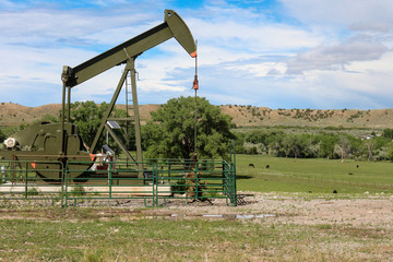 Green oil pumpjack in a field of cows in New Mexico
