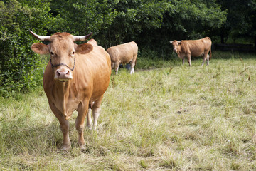 brown cattle standing on farmland