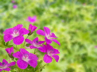 Geranium on the blurred garden background