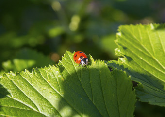 Ladybug on a green leaf hides in the shadow