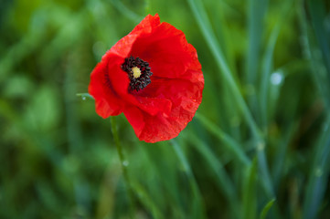 Red poppy on a background of green wheat