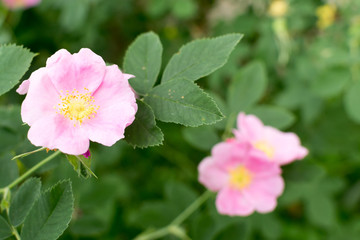 Wild Pink Rose Flowers