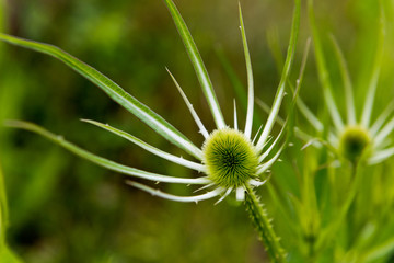 Green plant with egg-shaped head (teasel)