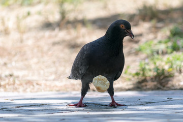 Pigeon biting and eating a coil.