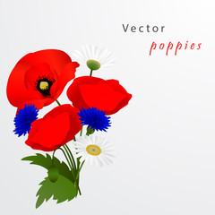Vector white background with chamomile, cornflowers and poppies