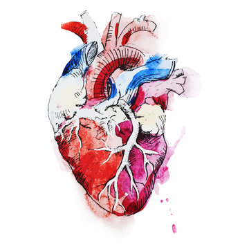Watercolor human heart