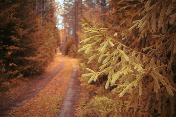 The path in the autumn forest