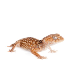 Rough Knob-tailed Gecko  isolated on white 