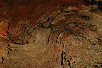 wood background texture old tree