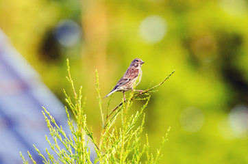 Hänfling, weiblich (Carduelis cannabina)