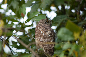 Owl sits in Tree