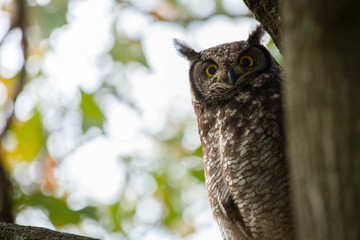 Owl Watches from Tree