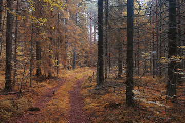 The path in the autumn forest