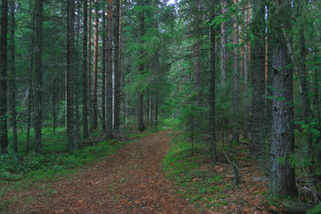 Summer dense forest landscape