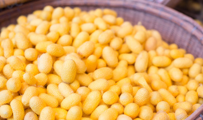 silkworm cocoons