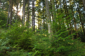 Forest, sunrays