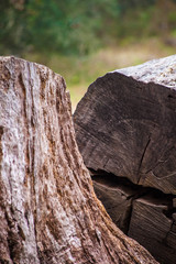 Large Tree Cut in Half