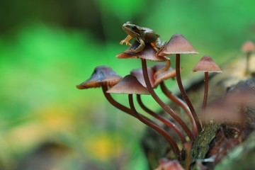 small mushrooms toadstools macro microcosm