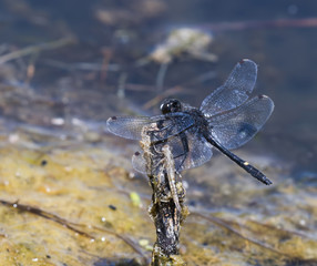 Dot-tailed Whiteface Dragonfly on Branch (Leucorrhinia intacta)
