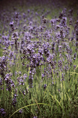Naklejka premium Lavender flowers