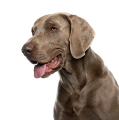 Close-up of Weimaraner (2 years old)