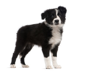 Border Collie (2 months old) standing