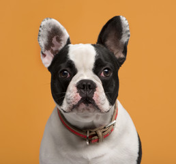 Close-up of a French Bulldog (1 year old)