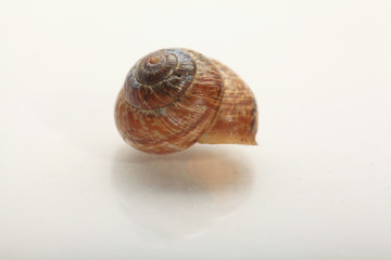 snail macro
