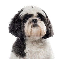 Close-up of a Shih Tzu in front of a white background