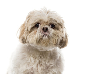 Close-up of a Shih Tzu in front of a white background