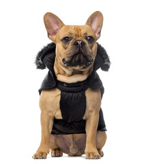 French Bulldog wearing a coat in front of white background