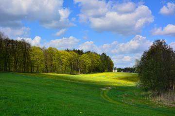 Spring landscape