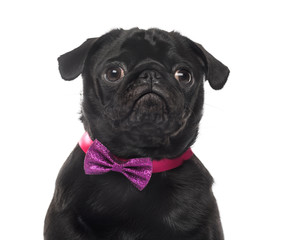 Close-up of an Pug in front of white background