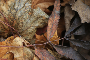 yellow autumn leaves background fall