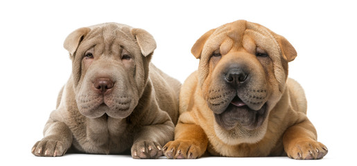 Two Shar Pei puppies (5 months old)