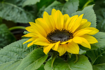 Sonnenblume, bildfüllend