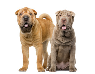 Two Shar Pei puppies (5 months old)